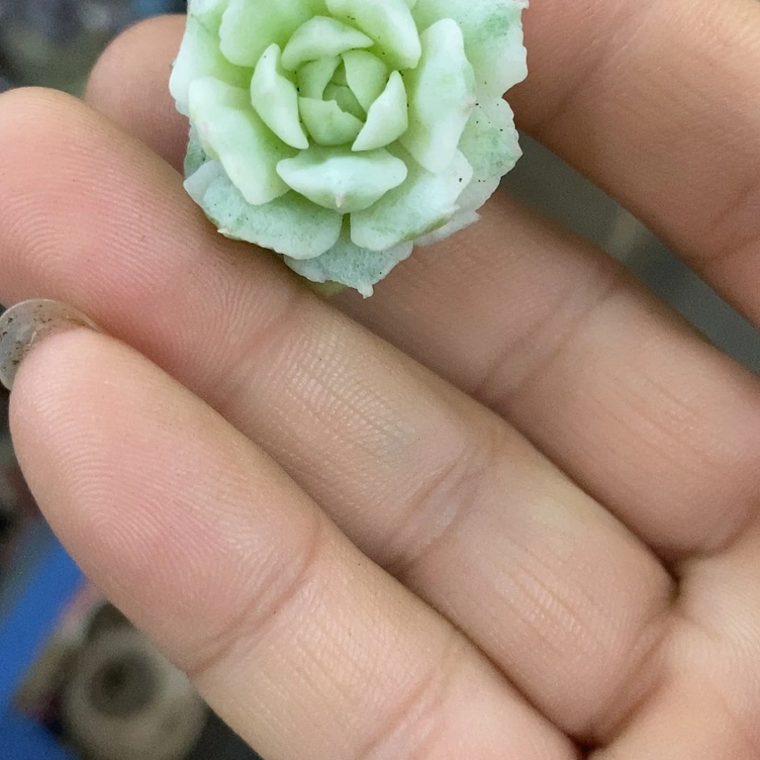 780静夜石化锦多肉植物哇啦塞