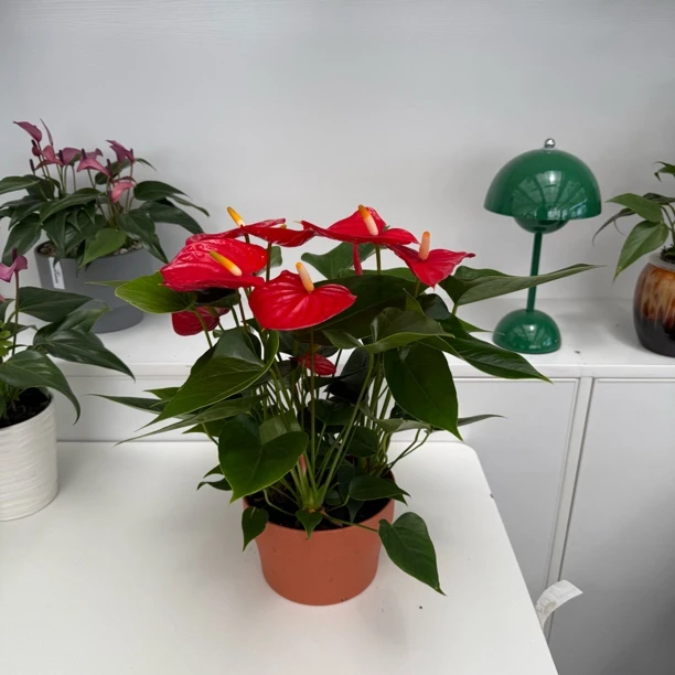 小型红掌埃索多 桌面自吸盆花卉盆栽绿植