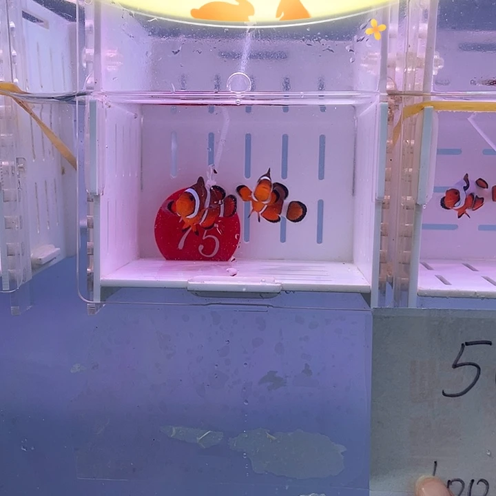 海水鱼精品黑边公子