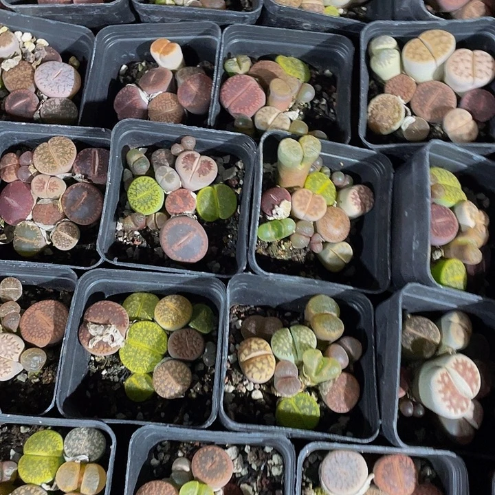 5.5方彩拼生石花带盆