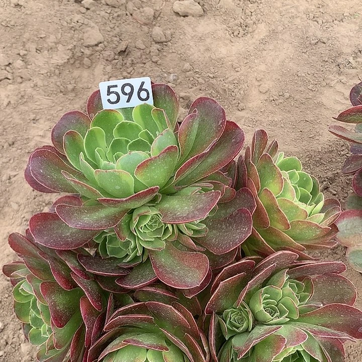 无花朵596奶白多肉植物1