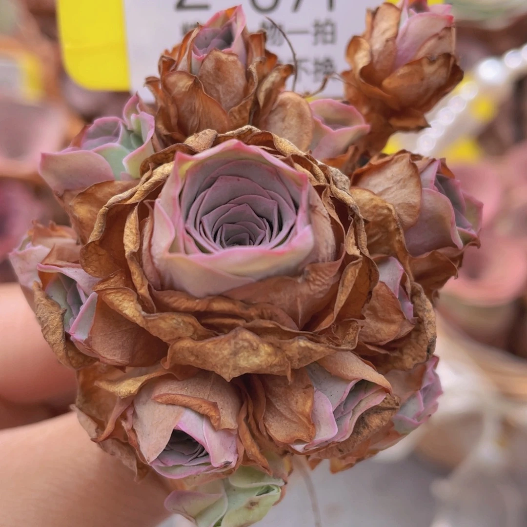 山地玫瑰Z671断枝不包损不售后