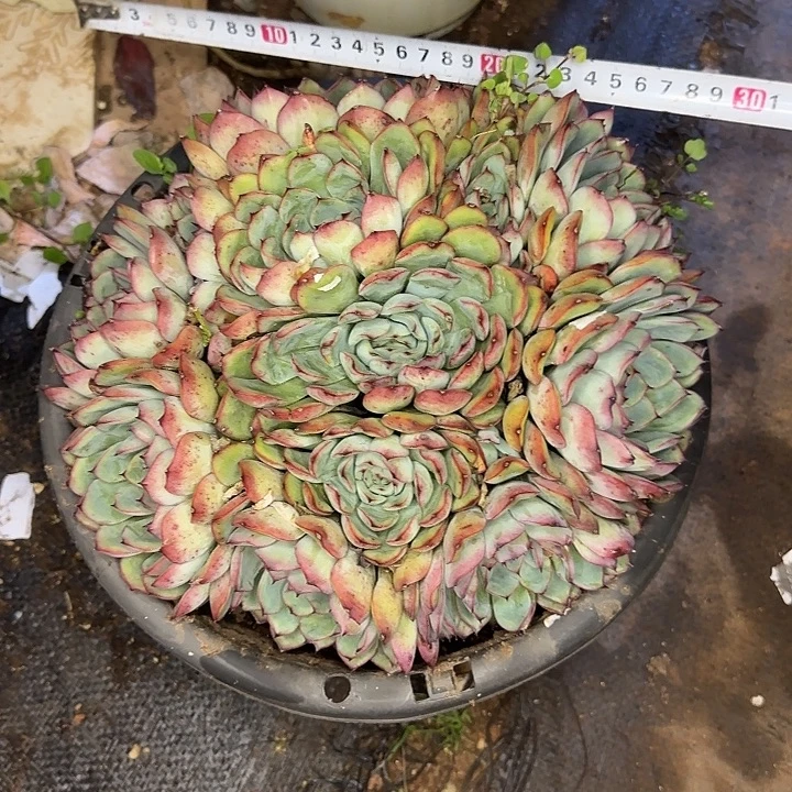 多肉植物一物一拍荷花685
