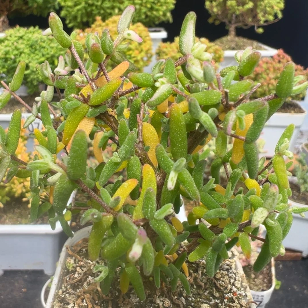 D7090彩虹卷锦枝干