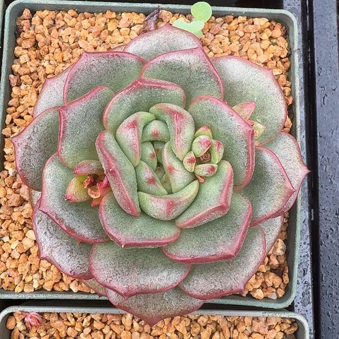 从前慢花园多肉编号月亮宝石