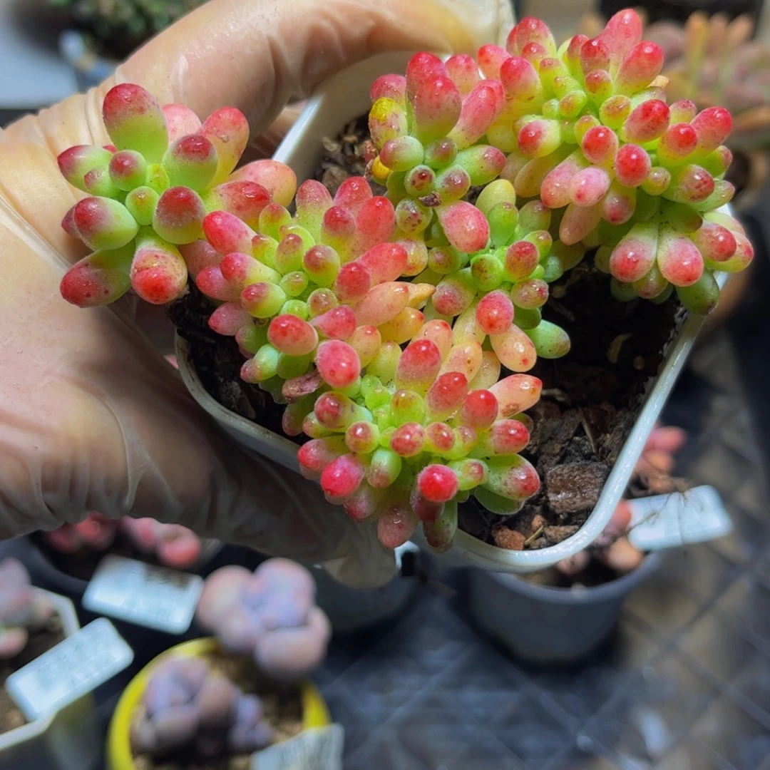 138乙女心缀10厘米多肉