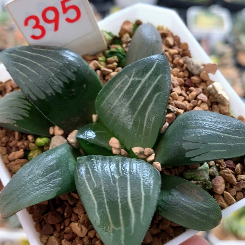 【闪购商品】395云间克