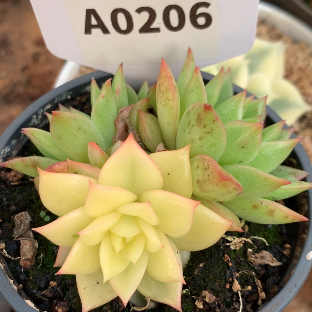 206阴阳哈哈哈荷花gg