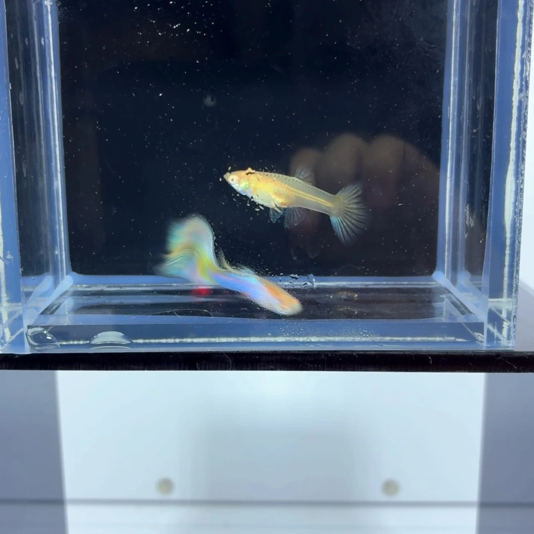 孔雀鱼新加蓝白子一对（6）