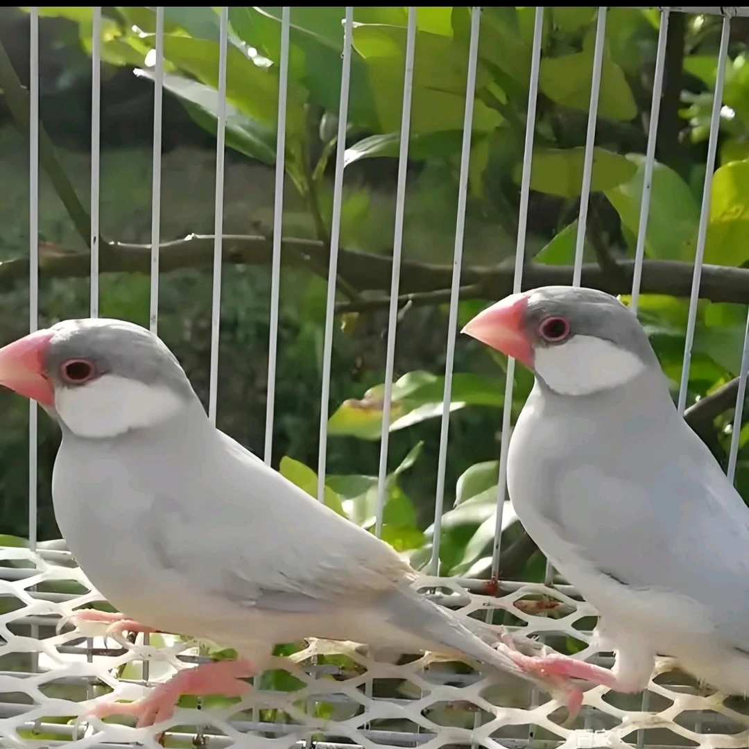 ，精品银文鸟，驼文鸟，灰文鸟，白文鸟搭配宠物鸟