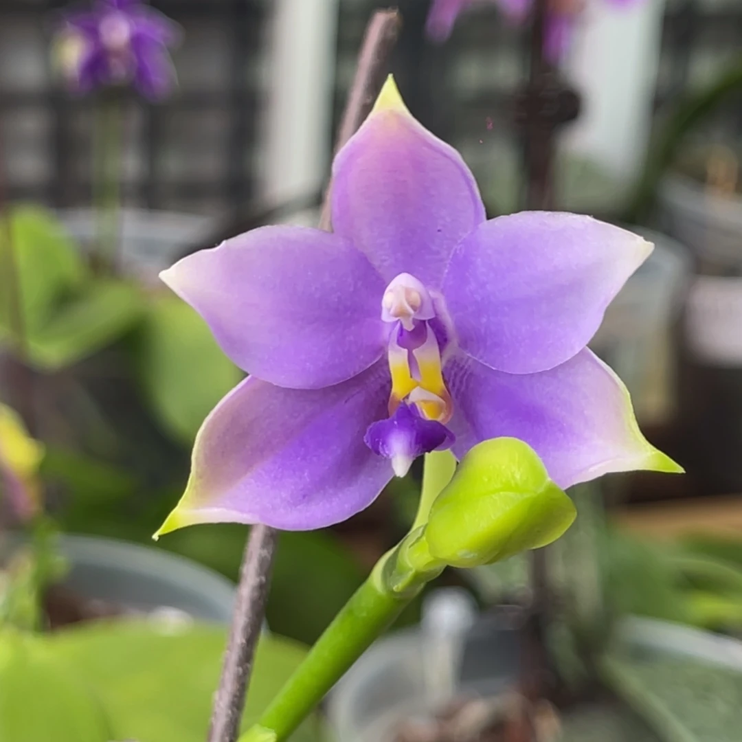 完全开放SWR22MC-1266