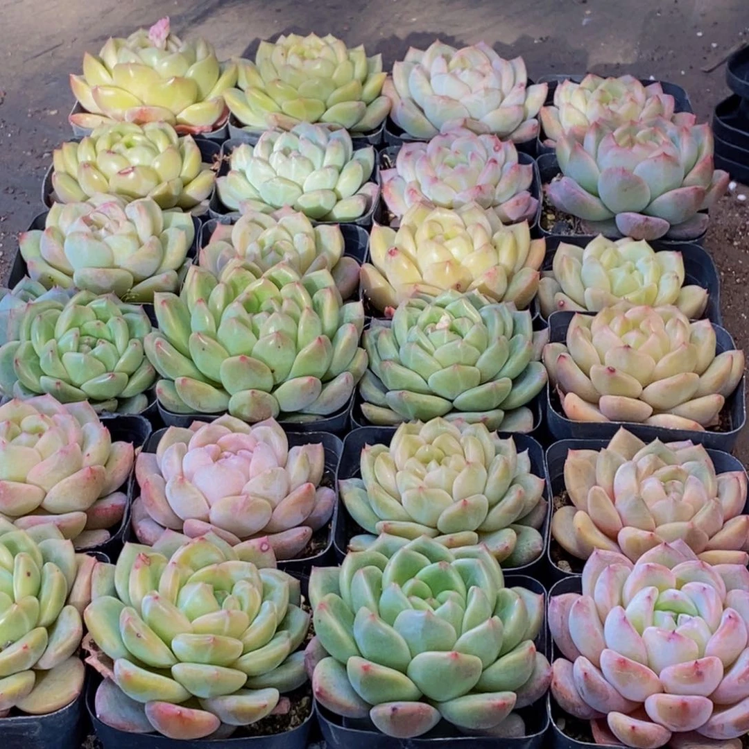 玲*316多肉植物保护研究所所长的