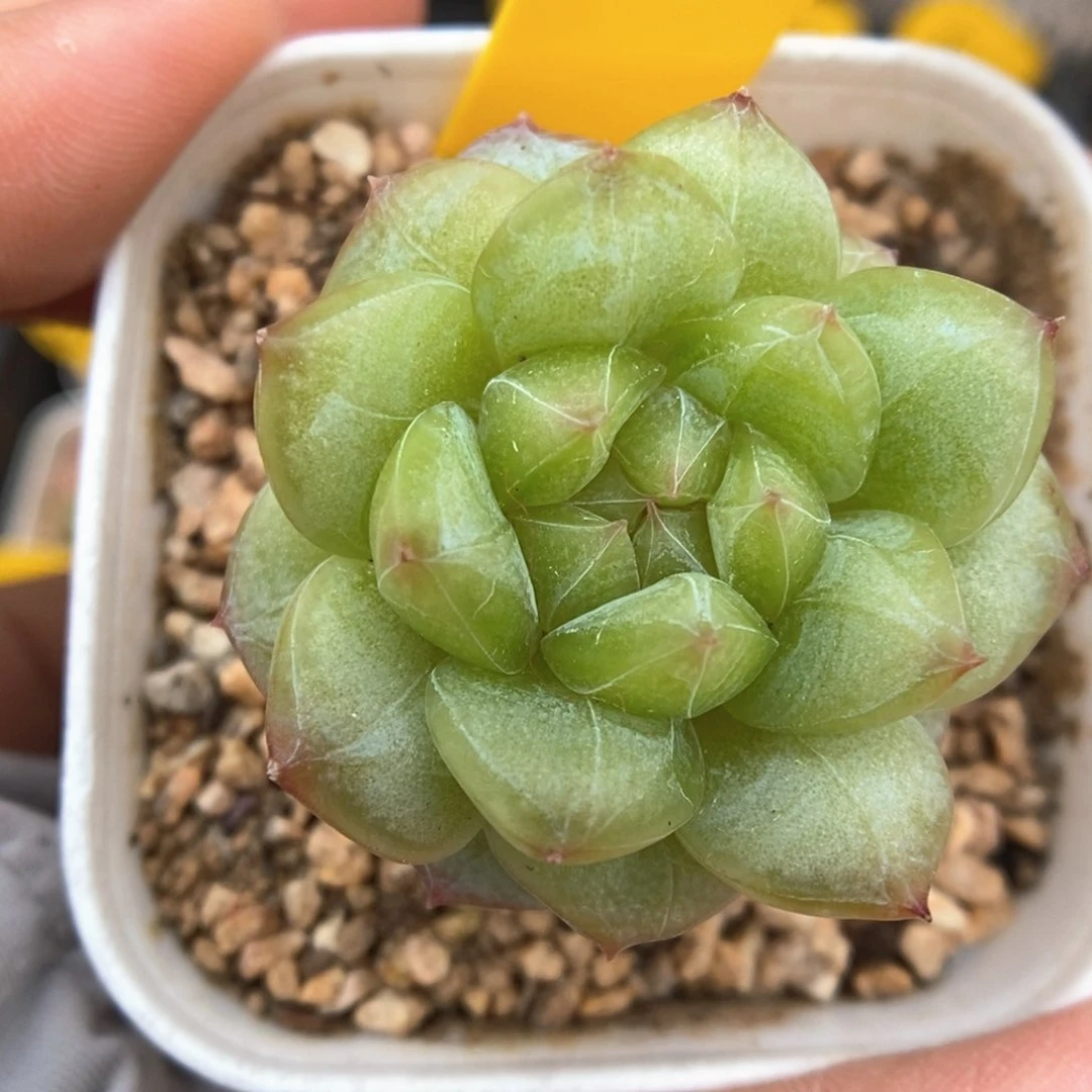 绿糖心珍妮可拍460号