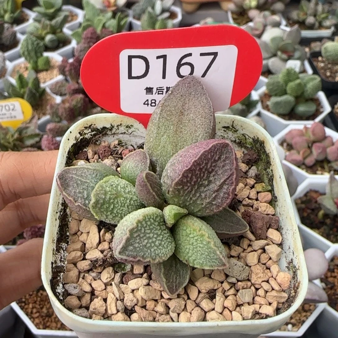 粉猪肝。    167。