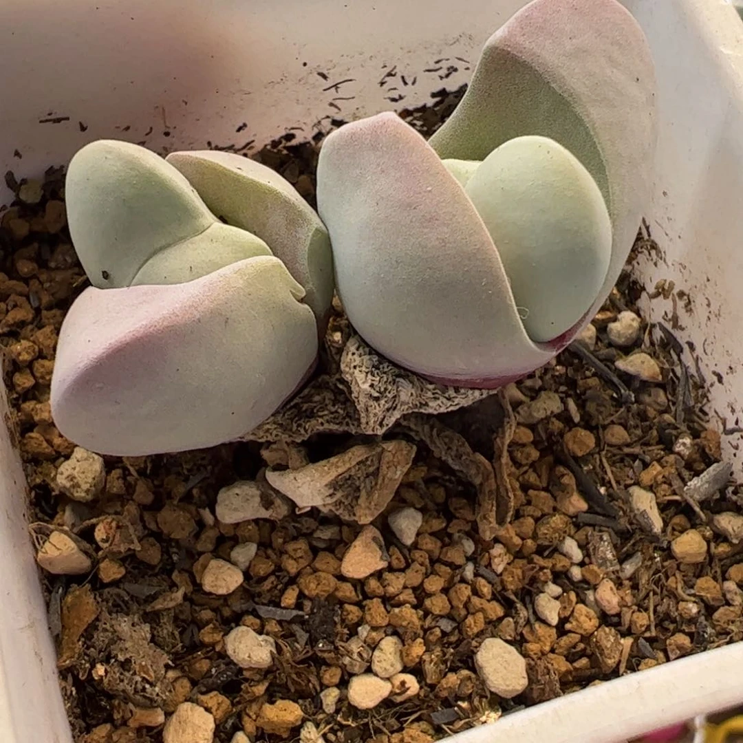 841多肉植物百科