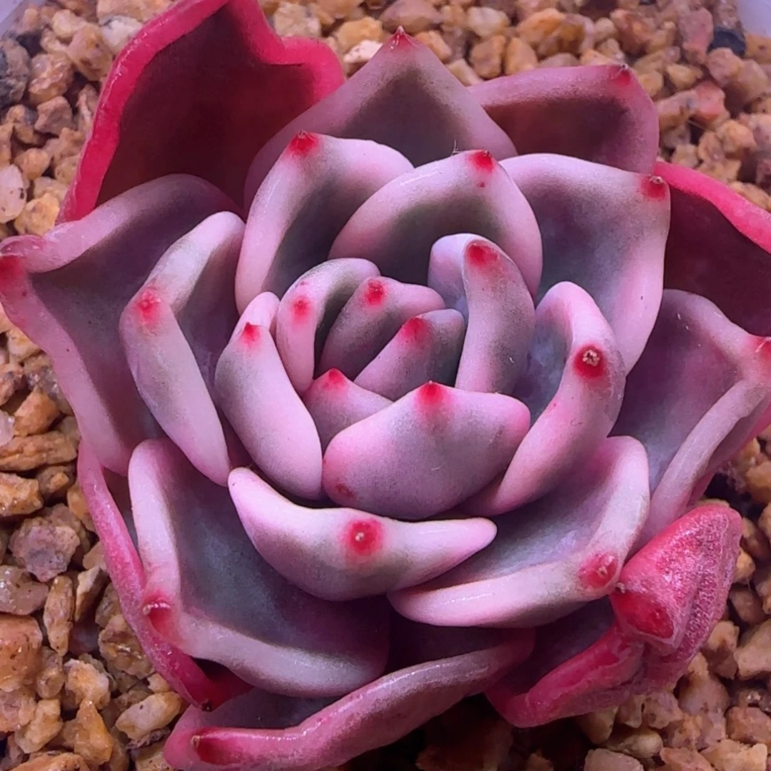 福利 酒红香槟锦 多肉植物