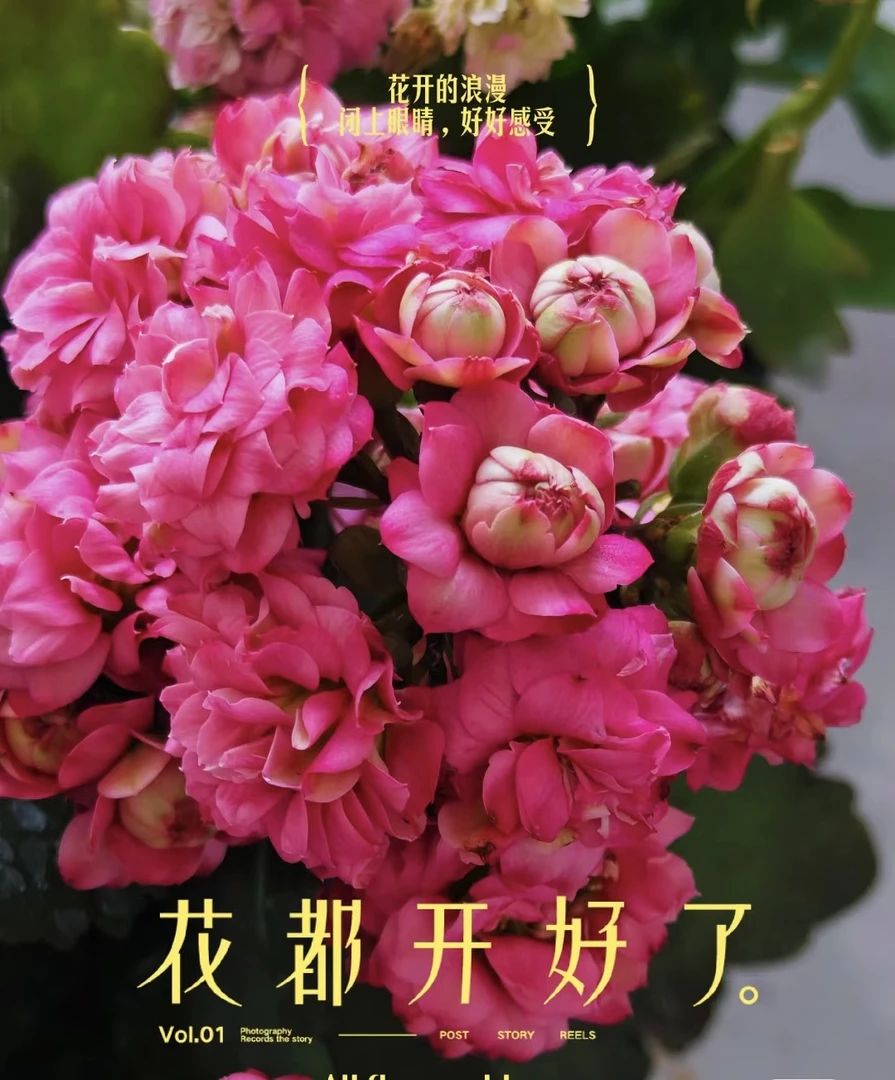 长寿花【唐卡】80精美桌面盆栽