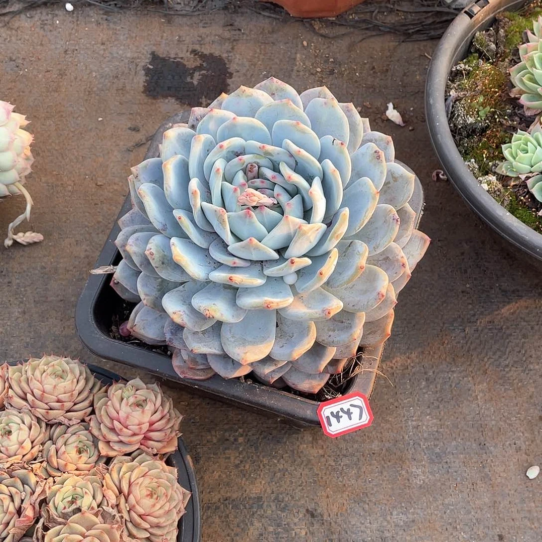 1447橙子 一物一拍多肉