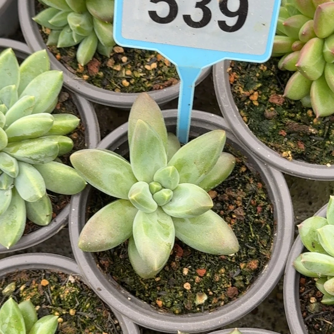 多肉植物欧若拉539