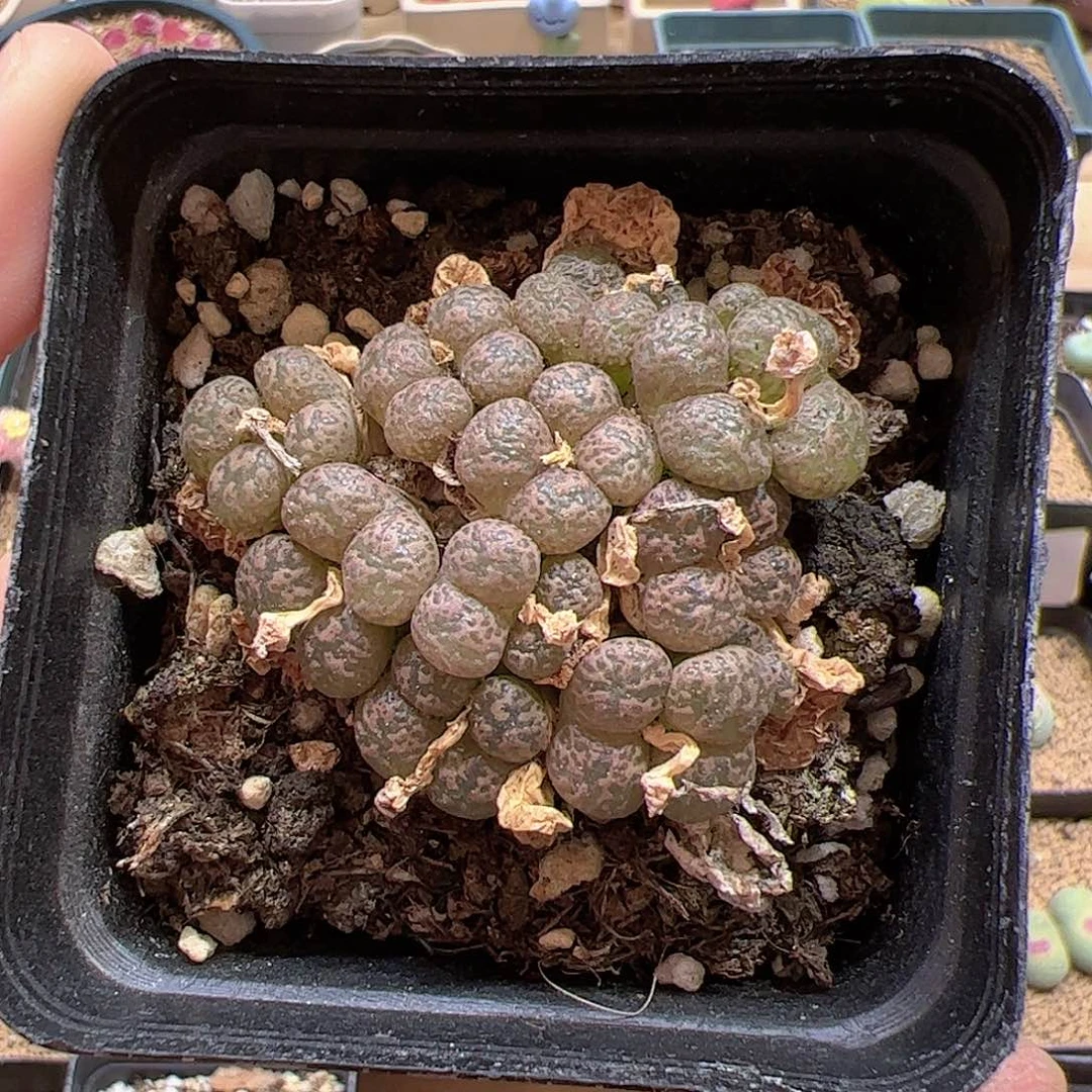 【闪购商品】515 勋章
