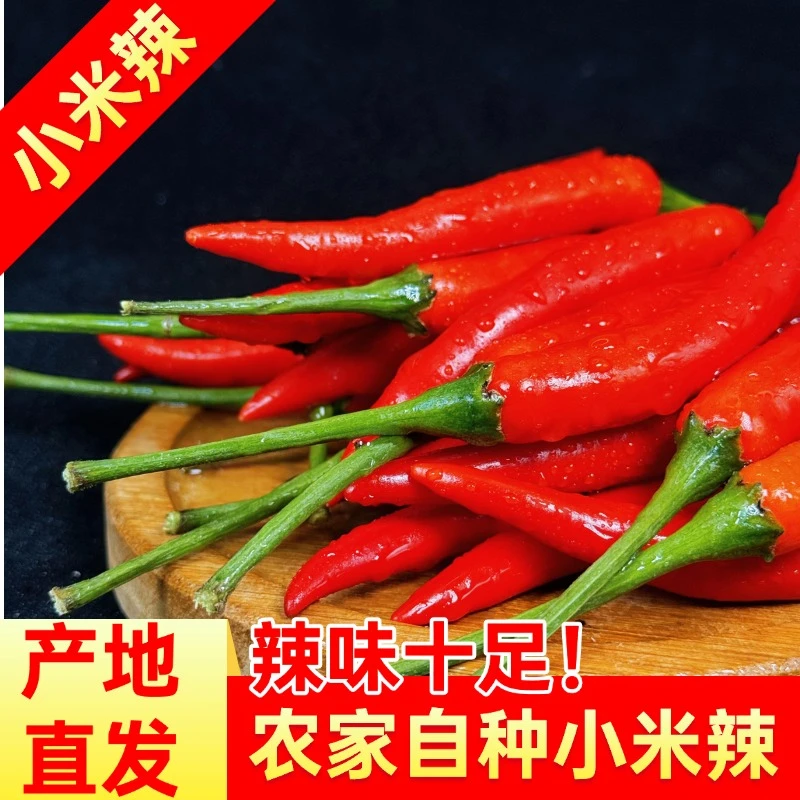 云南精选新鲜现摘特辣小米辣椒农家小米椒可用于餐饮调味的红辣椒