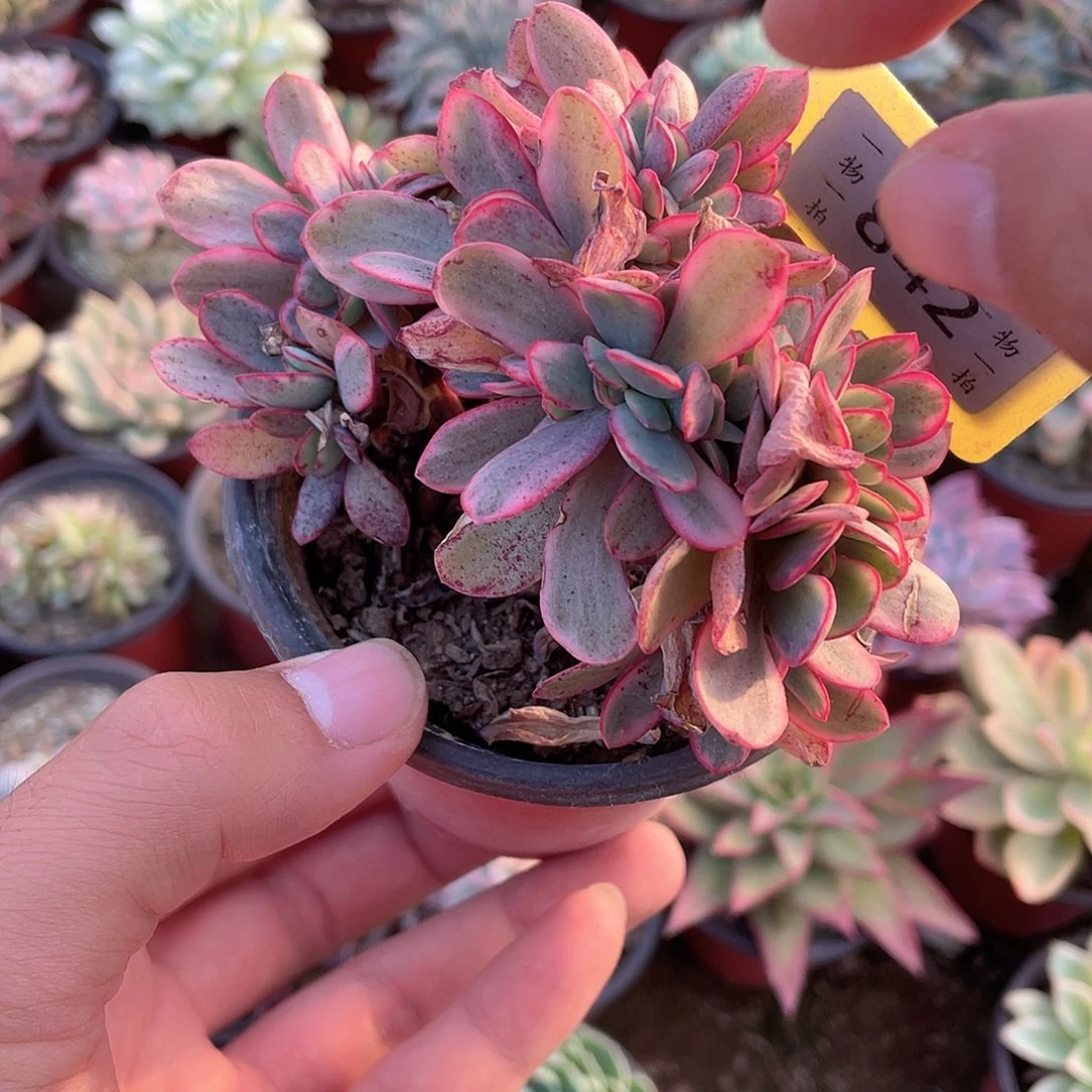 薇***薇842号多肉植物盆栽