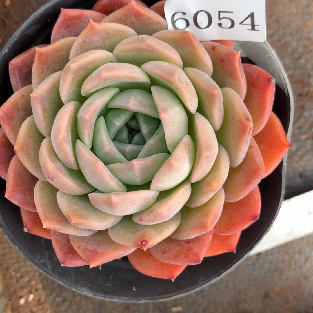 6054杂交多肉老桩