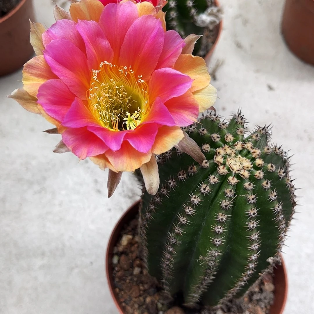 金刚3号柱子仙人球