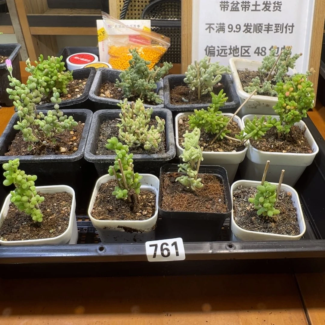 枝干番杏多肉植物761