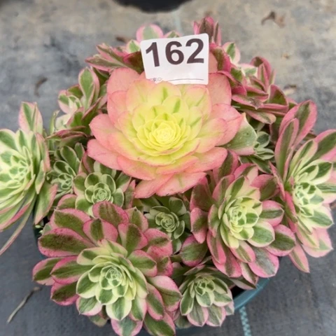 162玉资20厘米左右