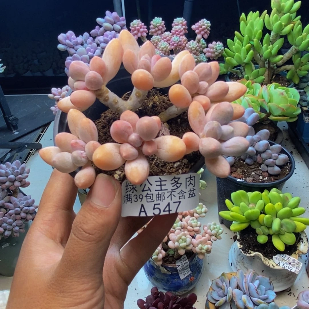 547香水手指奶多肉7cm
