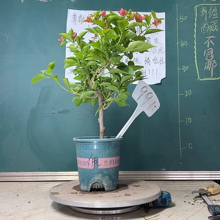 当前无花栽培后可以开花 佩德罗  991