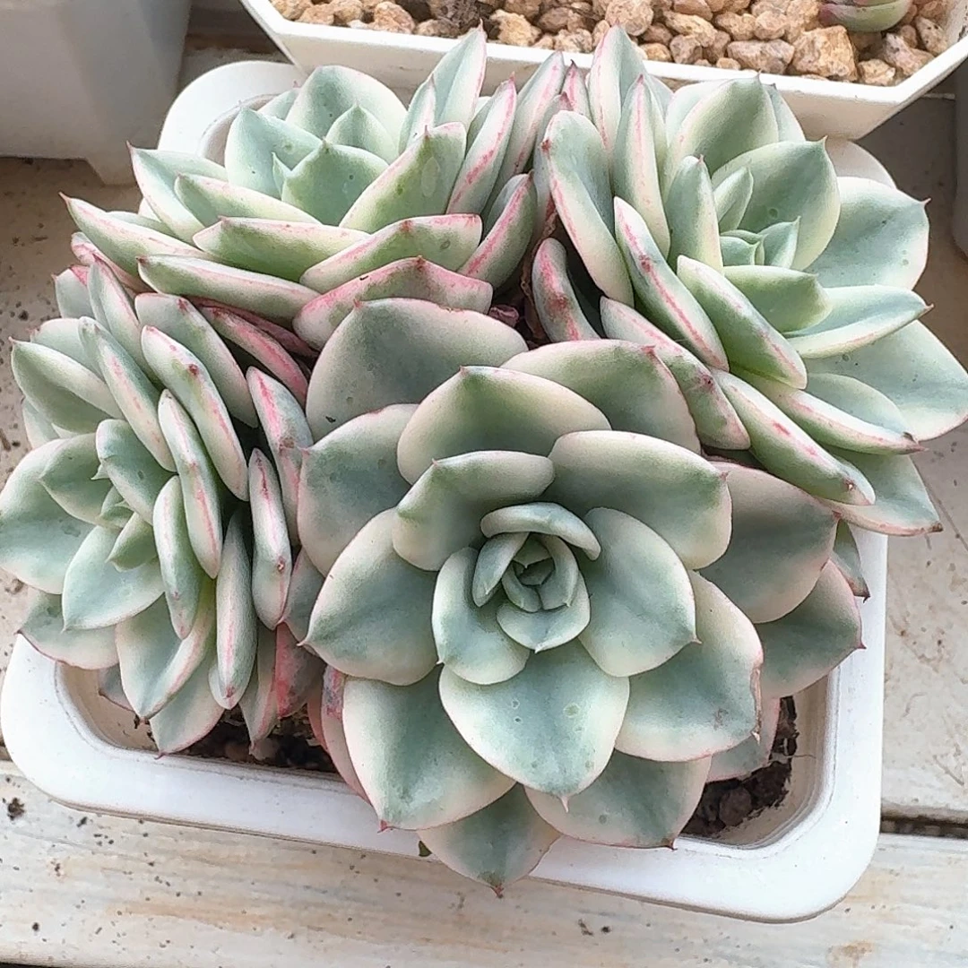 奶油黄桃锦多肉植物