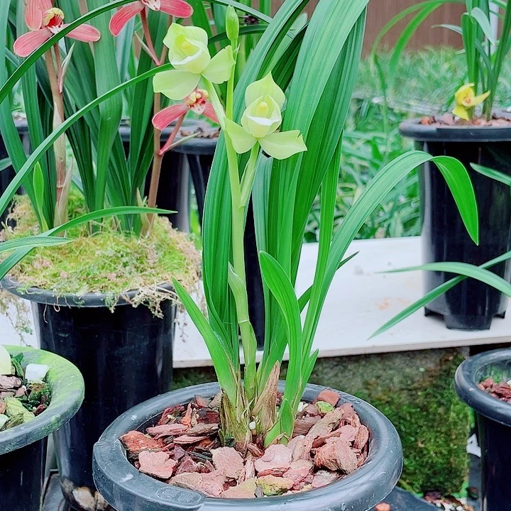 易***芳完全开放一物一漂亮