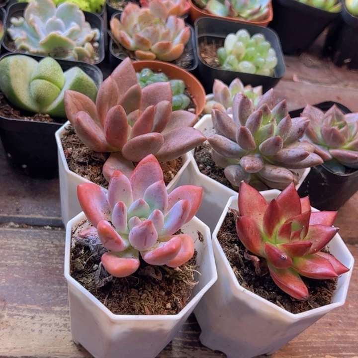 桃花源➕奥普➕罗卡➕红蜻蜓