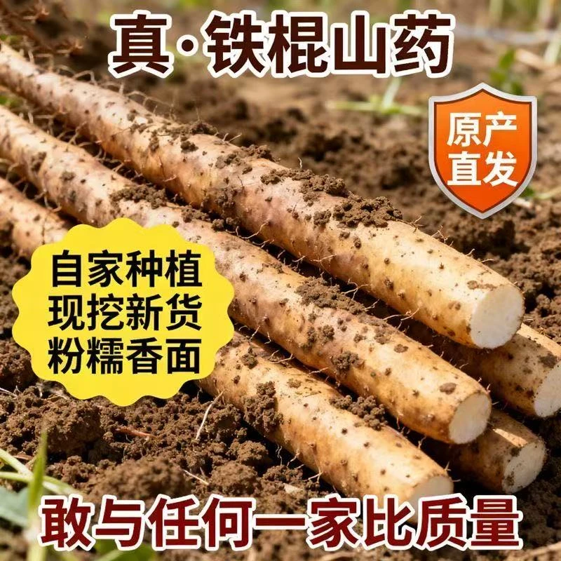 河南铁棍山药山药山药粉糯香甜新山药新鲜蔬菜现挖原产地直销批发