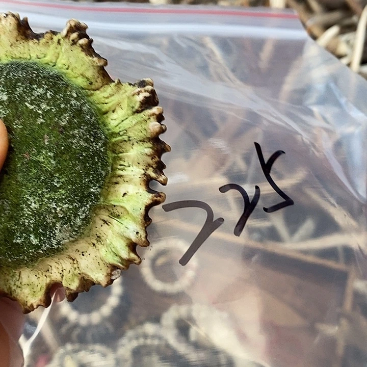 A***Y非金属鹿角鹿角鹿角