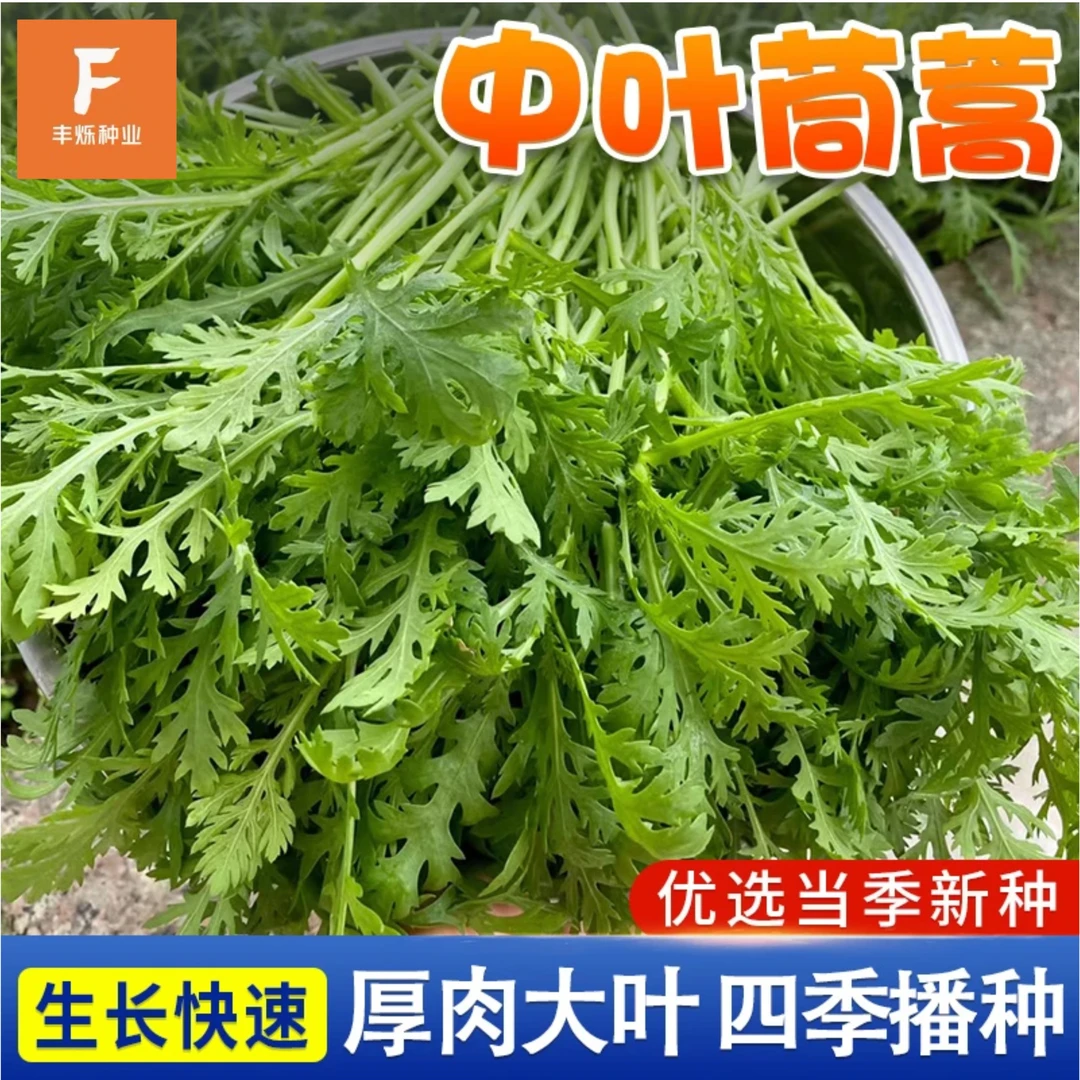【中叶茼蒿种子】 清香花叶皇帝菜可多次采收四季阳台盆栽蔬菜种籽