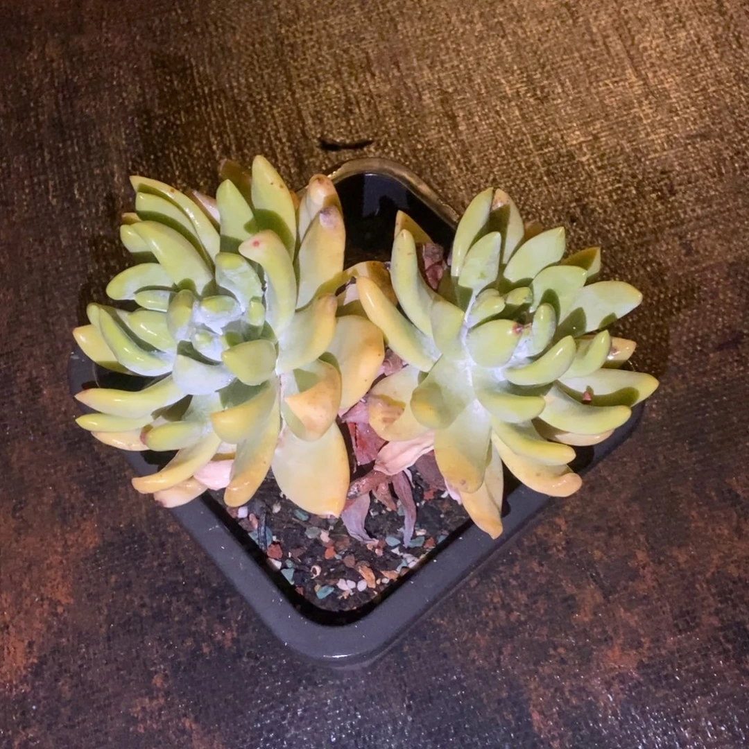 红拇指多肉植物啦啦啦