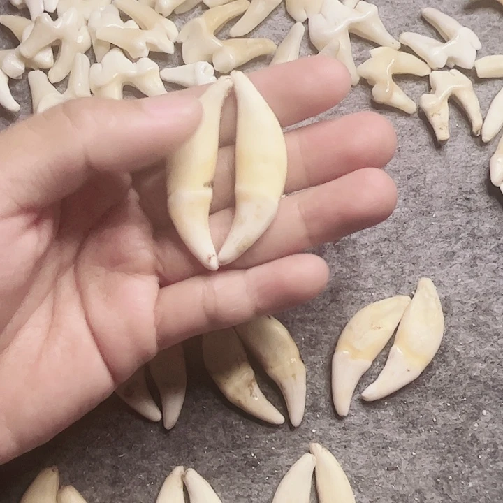 非金属无原生黑牙一对