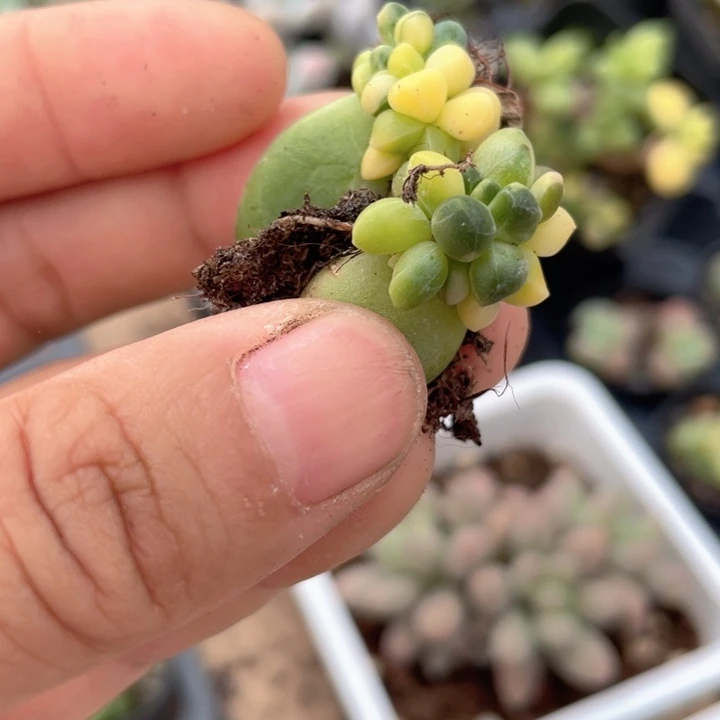 一物一拍满18包邮2颗