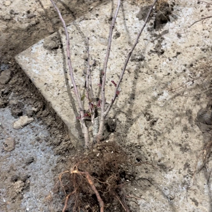 司牡丹海棠花一颗