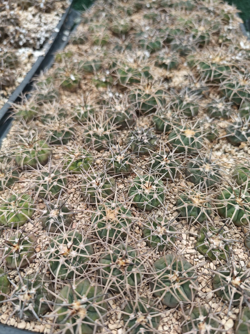 仙人盲盒碧岩，光琳，天平，摩天龙P303实生2.5-3cm各1个