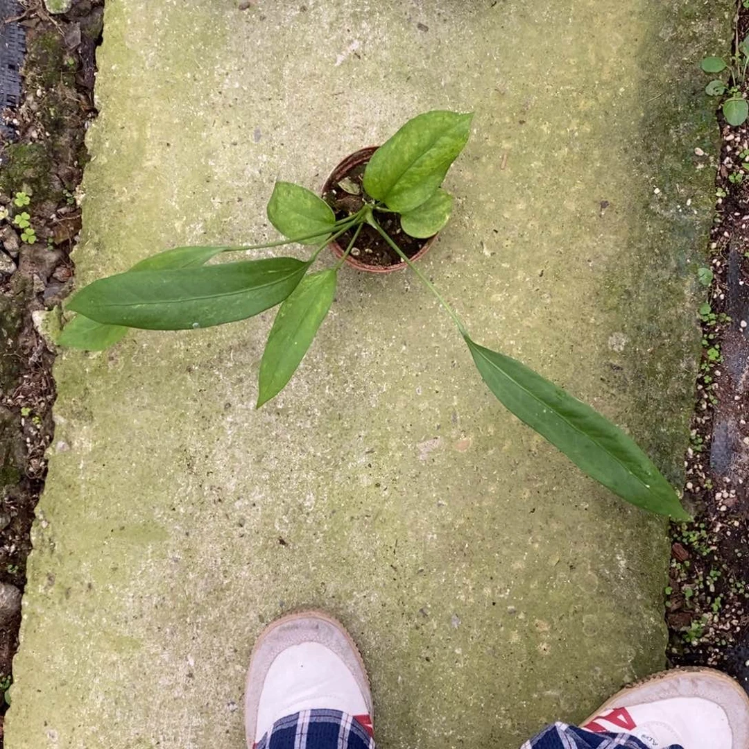 不开花植物维塔领带6635