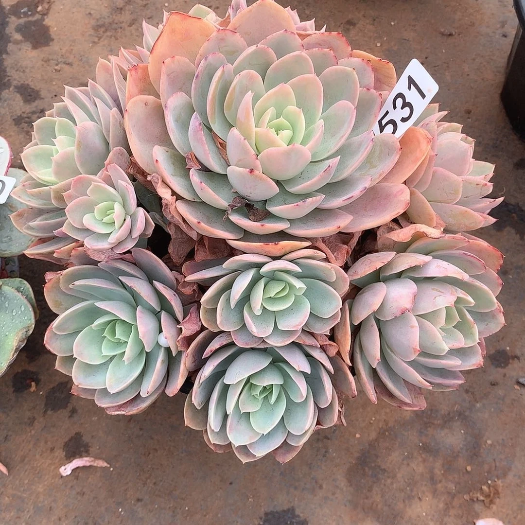 531 一物一拍多肉