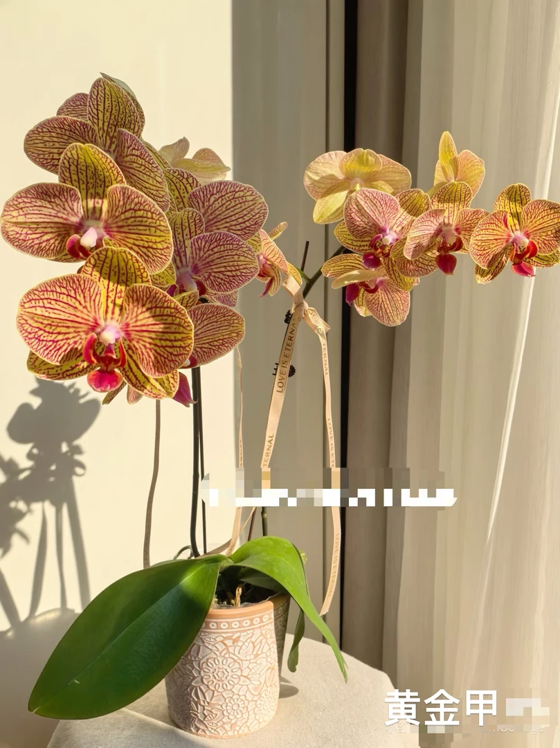 《黄金甲带花》2.8寸杯蝴蝶兰高端绿植花卉带花带花苞室内观赏佳品