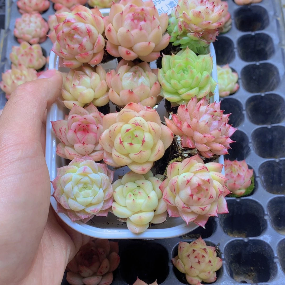 我要去看你了啊我066