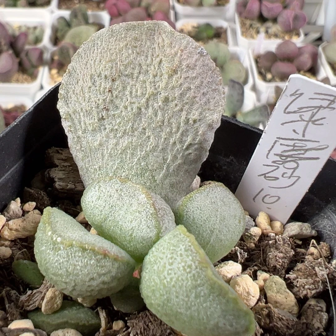 w绿磨砂蛋多肉植物水泡