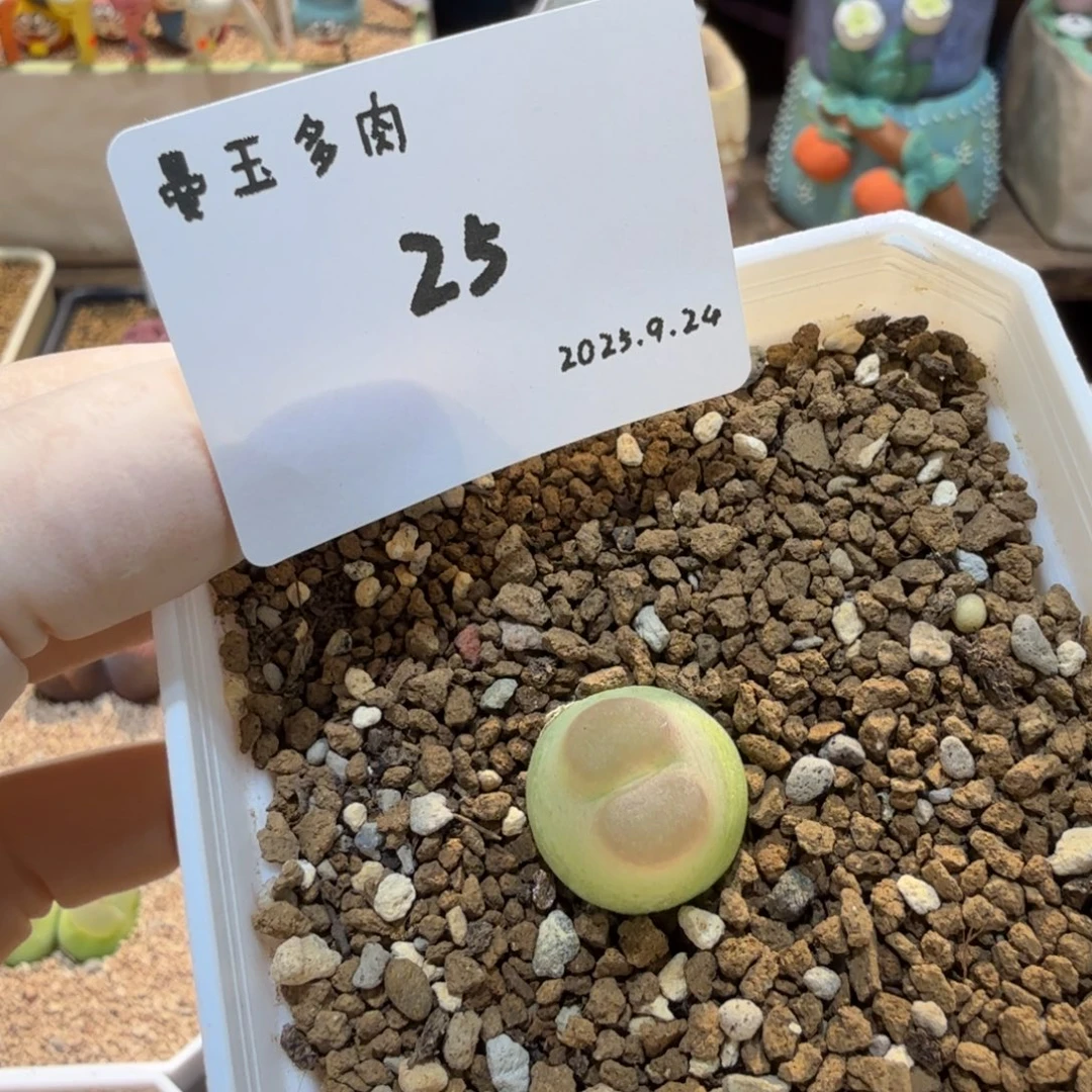 s***x多肉多肉多肉9.24-025