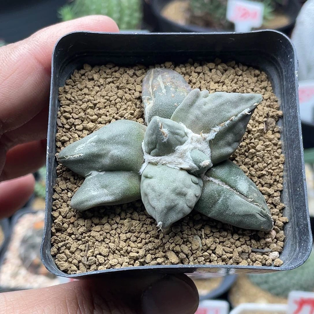 变异牡丹仙人球多肉